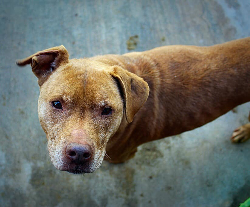 Harper, an adoptable Pit Bull Terrier in Troy, AL, 36081 | Photo Image 5
