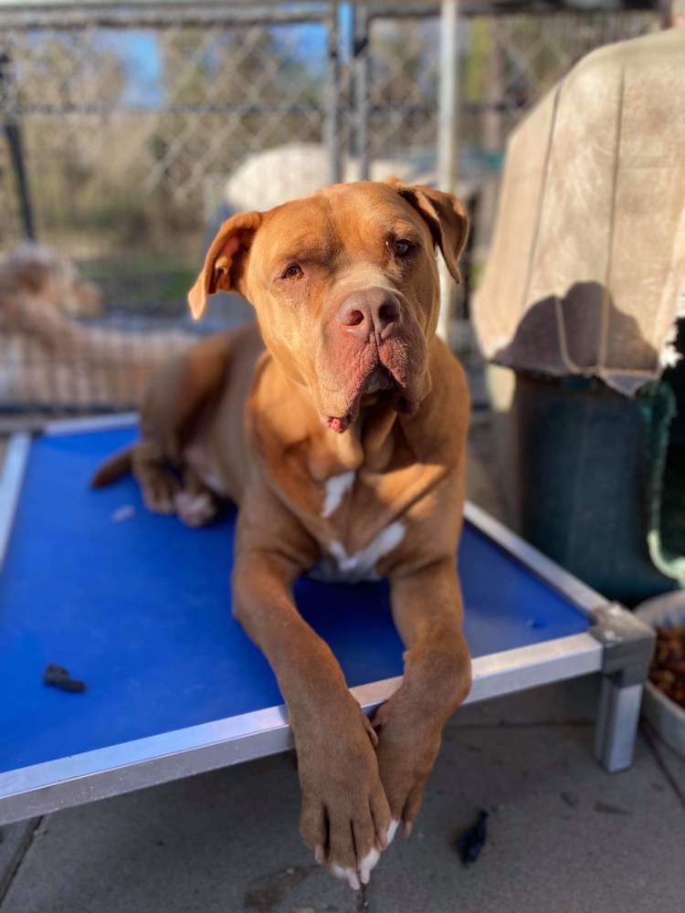 Hoss, an adoptable Dogue de Bordeaux in Troy, AL, 36081 | Photo Image 3