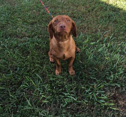 39704535 Available 5/7, an adoptable Dachshund in Inverness, FL, 34450 | Photo Image 2