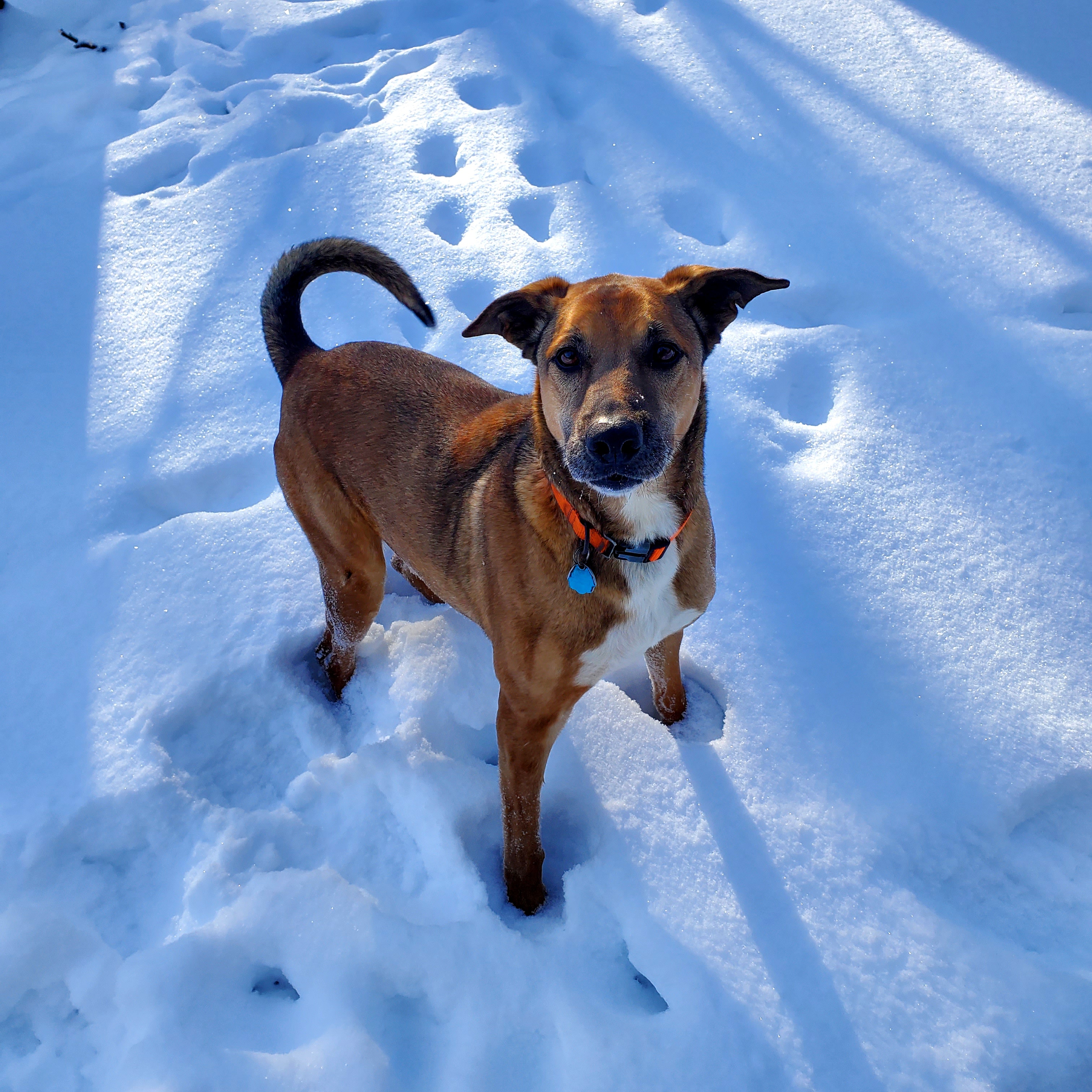 Tobias, an adoptable German Shepherd Dog in Aurora, MO, 65605 | Photo Image 2