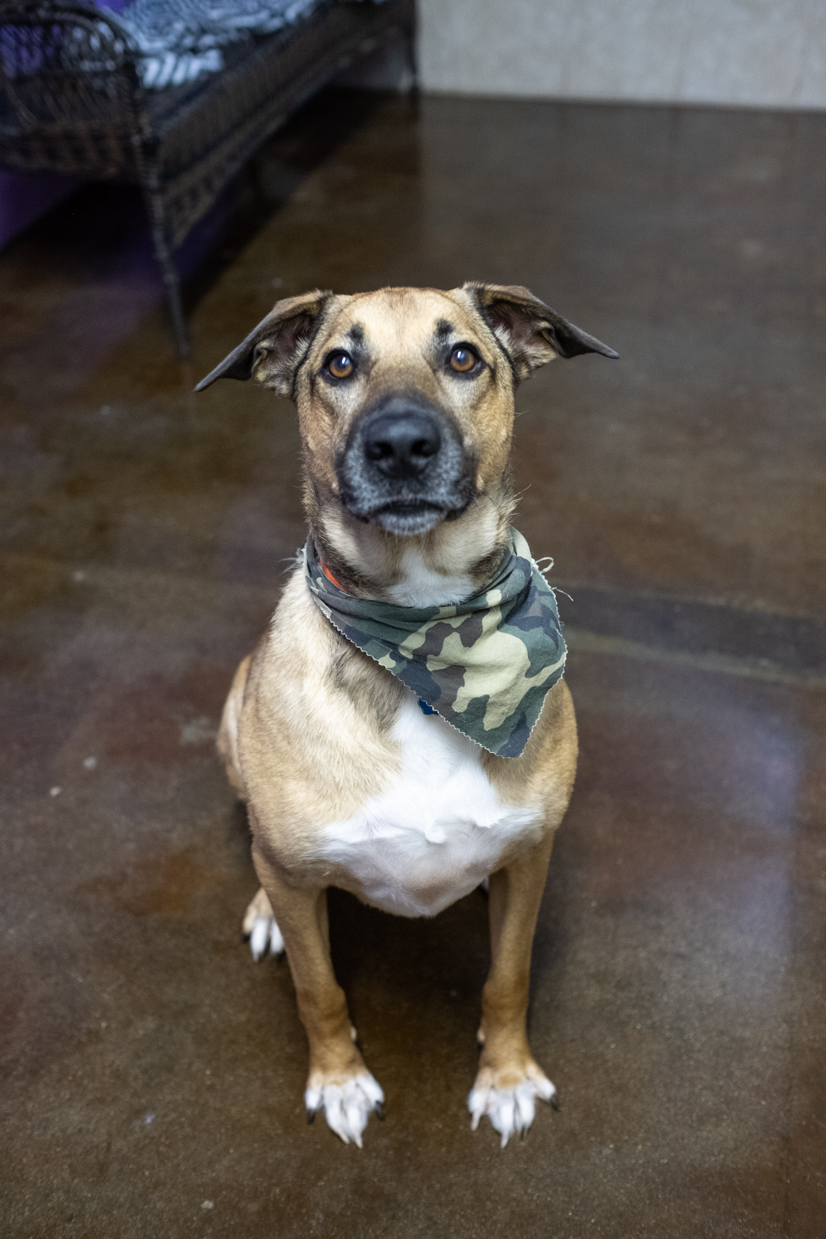 Tobias, an adoptable German Shepherd Dog in Aurora, MO, 65605 | Photo Image 3