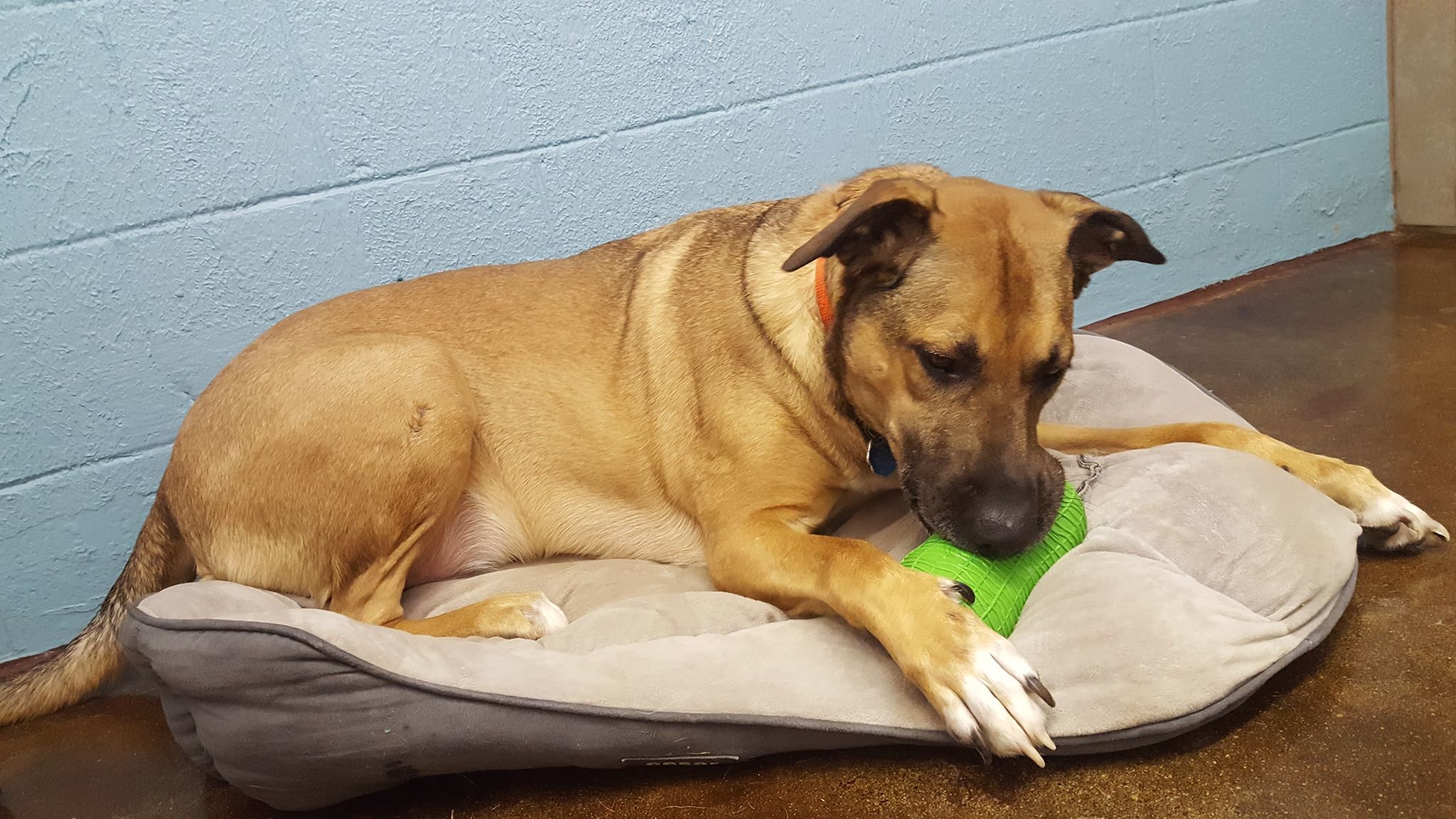 Tobias, an adoptable German Shepherd Dog in Aurora, MO, 65605 | Photo Image 4