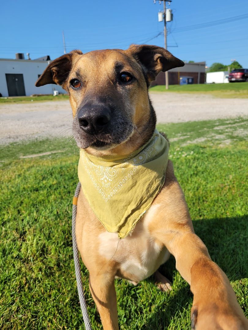 Tobias, an adoptable German Shepherd Dog in Aurora, MO, 65605 | Photo Image 1