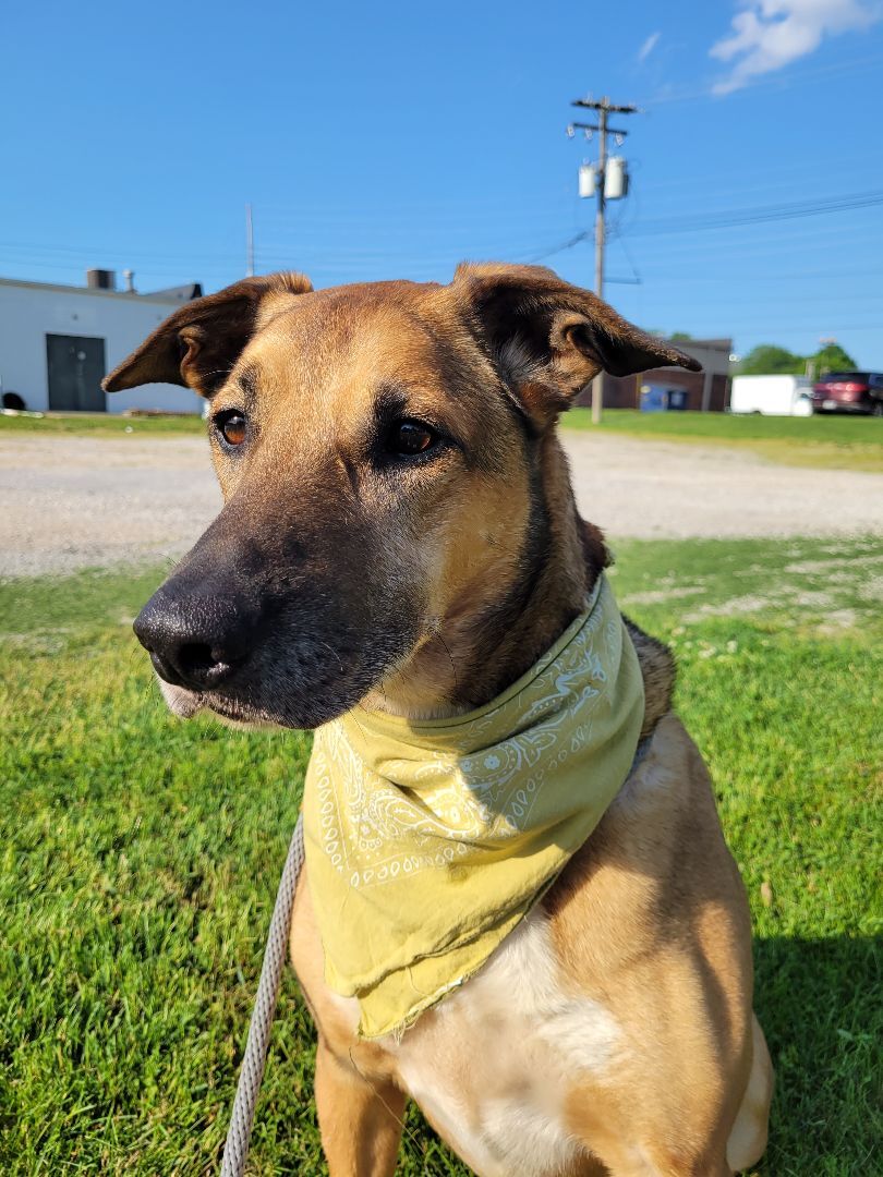 Tobias, an adoptable German Shepherd Dog in Aurora, MO, 65605 | Photo Image 5