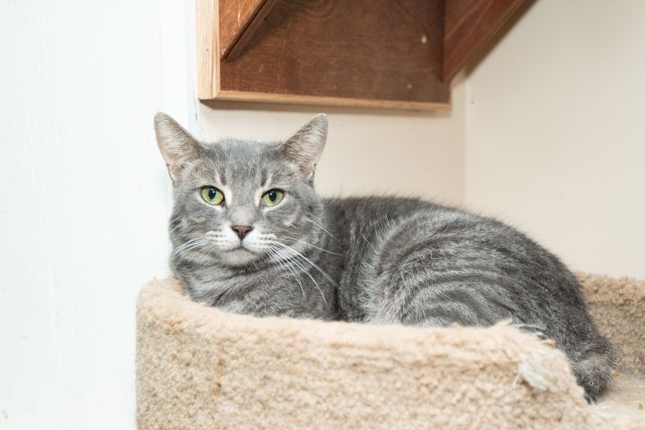 Sam, an adopted Domestic Short Hair in Chicago, IL_image-1