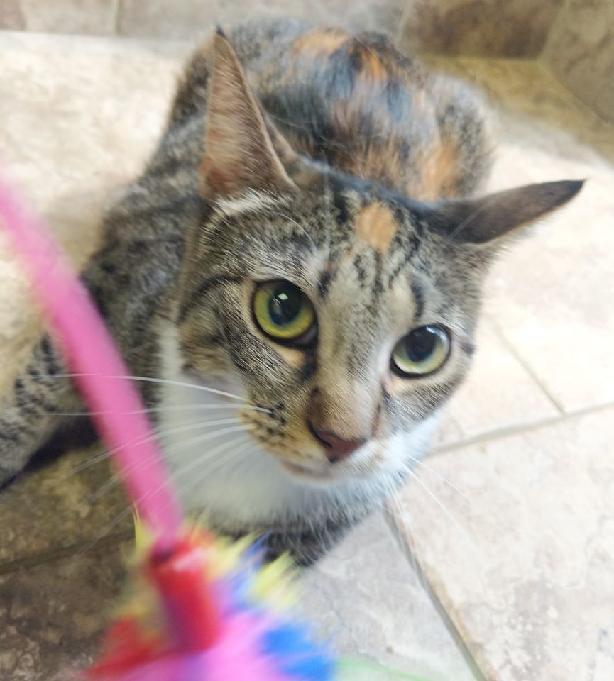 Sally, an adoptable Domestic Short Hair in Raleigh, NC, 27627 | Photo Image 1