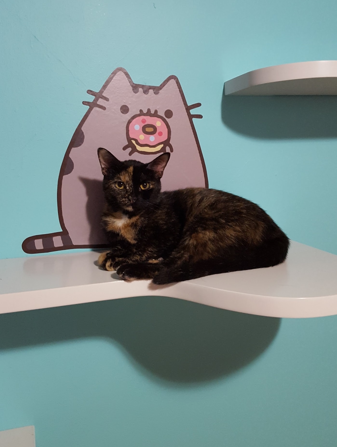 Buffy, an adoptable Persian, Tortoiseshell in Chicago, IL, 60639 | Photo Image 3