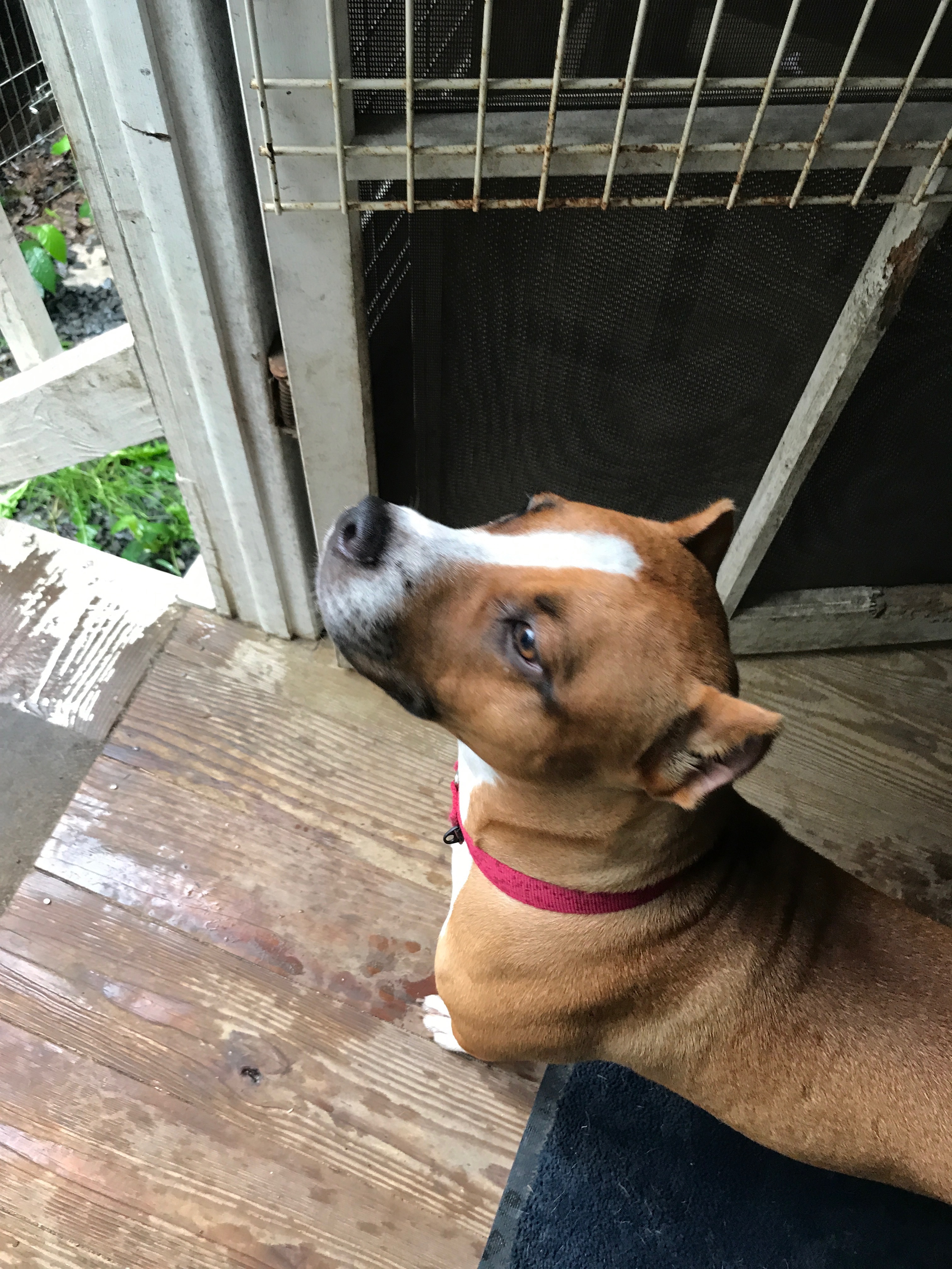 CORAL, an adoptable Boxer, Terrier in Morris, NY, 13808 | Photo Image 3