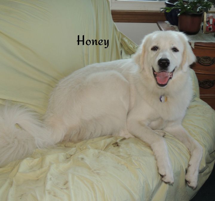 Honey 4