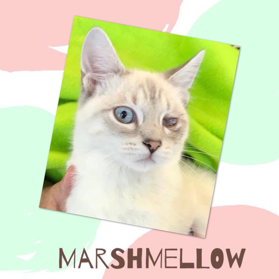 Marshmellow detail page