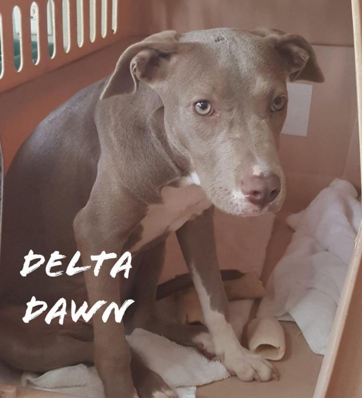 Delta Dawn 2