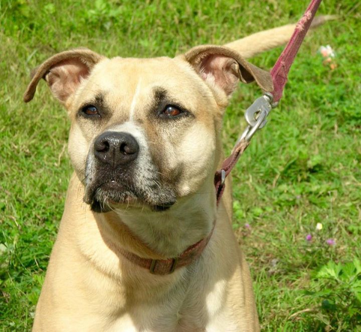 Luda, an adoptable Boxer & Pit Bull Terrier Mix in Wantagh, NY_image-2
