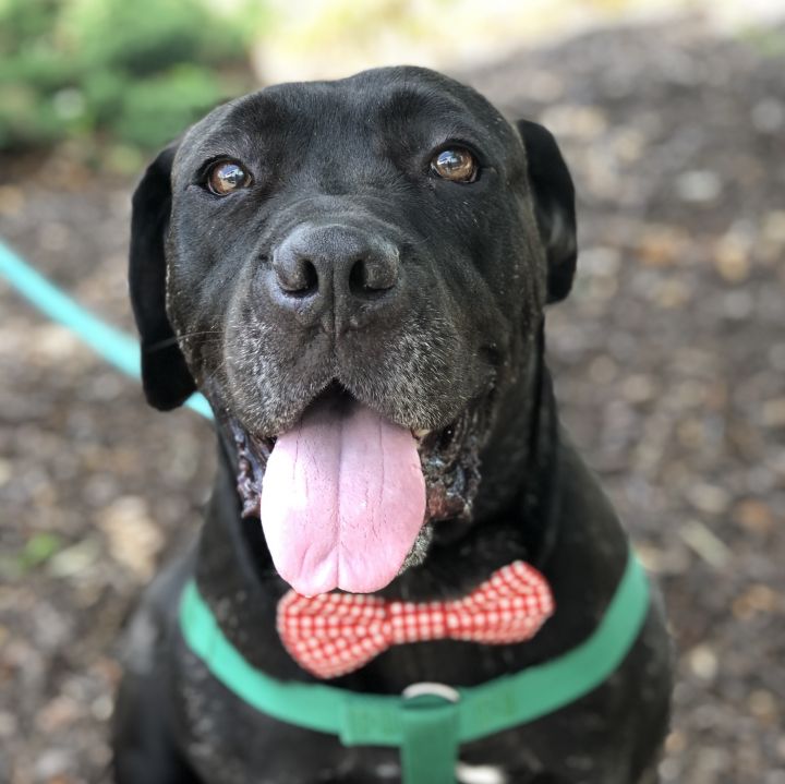 Dog For Adoption Batman A Cane Corso Mix In Itasca Il