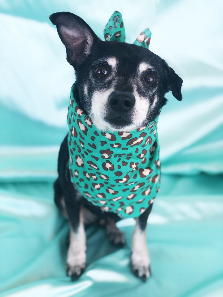 Benjamin, an adoptable Chihuahua Mix in Rancho Palos Verdes, CA_image-2