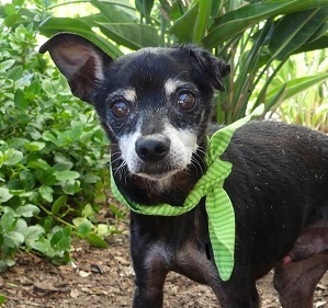 Benjamin, an adoptable Chihuahua Mix in Rancho Palos Verdes, CA_image-3