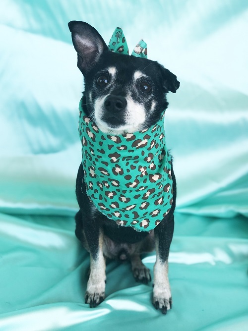 Benjamin, an adoptable Chihuahua Mix in Rancho Palos Verdes, CA_image-1