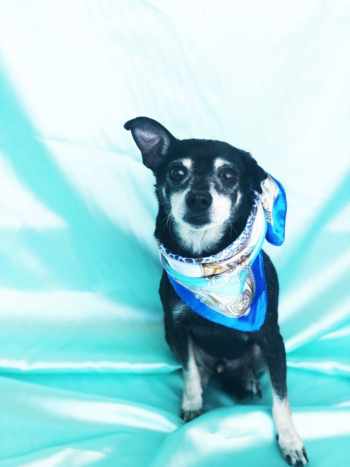 Benjamin, an adoptable Chihuahua Mix in Rancho Palos Verdes, CA_image-6