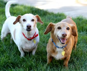 Ray Ban and Ronin - a wonderful bonded pair!