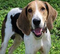Young and the restless...., an adoptable Treeing Walker Coonhound in Fort Myers Beach, FL, 33932 | Photo Image 2