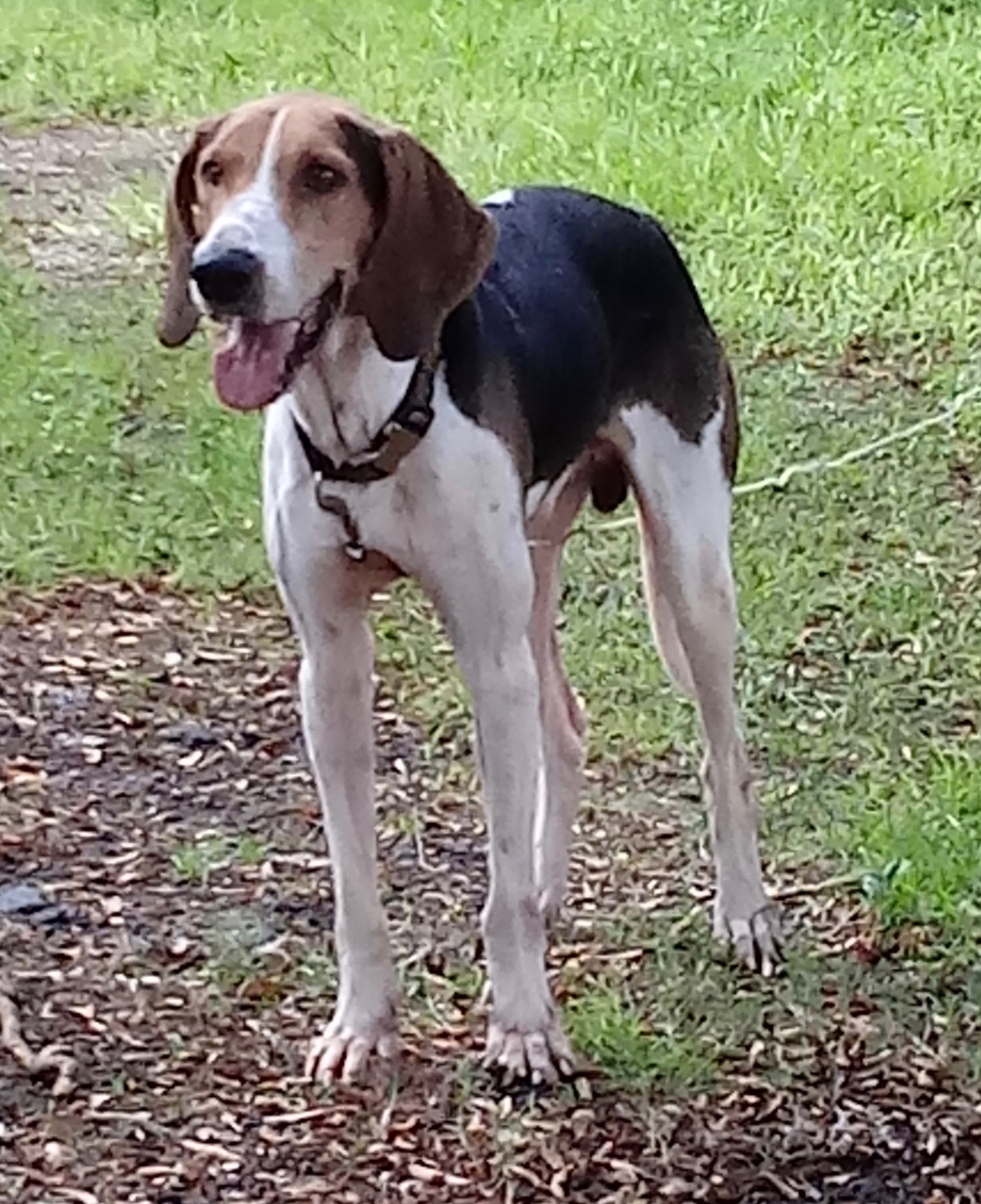 Young and the restless...., an adoptable Treeing Walker Coonhound in Fort Myers Beach, FL, 33932 | Photo Image 3