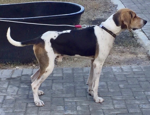 Young and the restless...., an adoptable Treeing Walker Coonhound in Fort Myers Beach, FL, 33932 | Photo Image 6