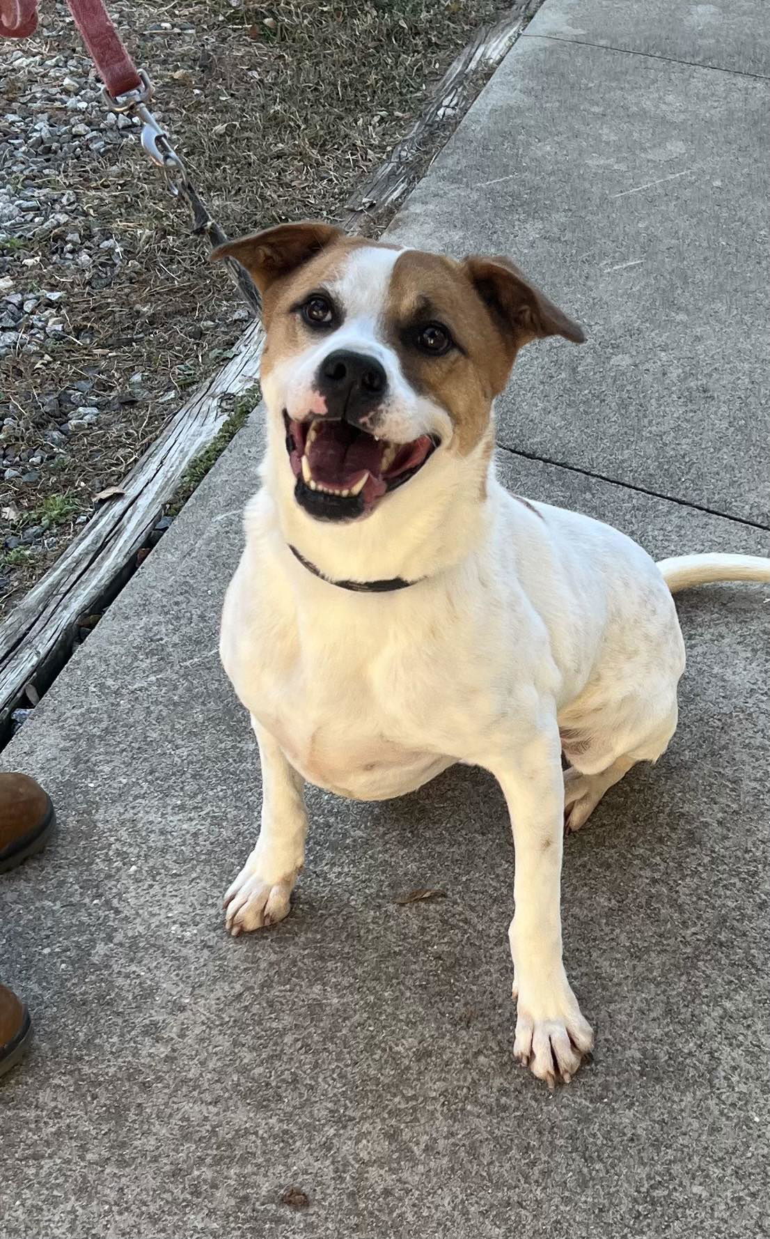 James, an adoptable Hound in Staley, NC, 27355 | Photo Image 2