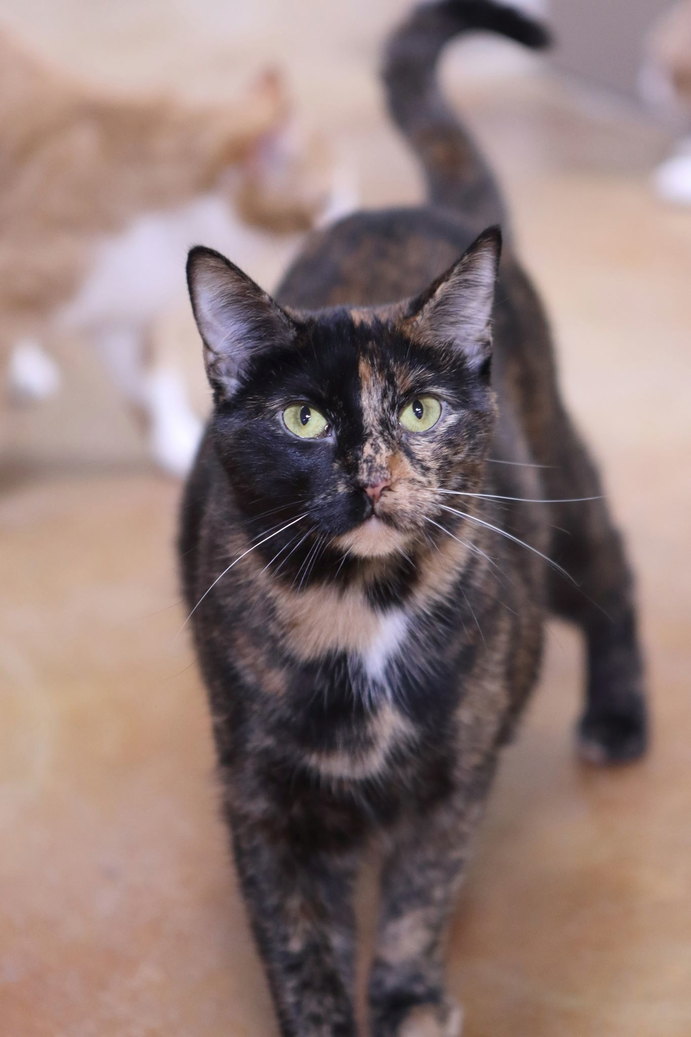 CARRIE, an adoptable Tortoiseshell in Austin, MN, 55912 | Photo Image 1