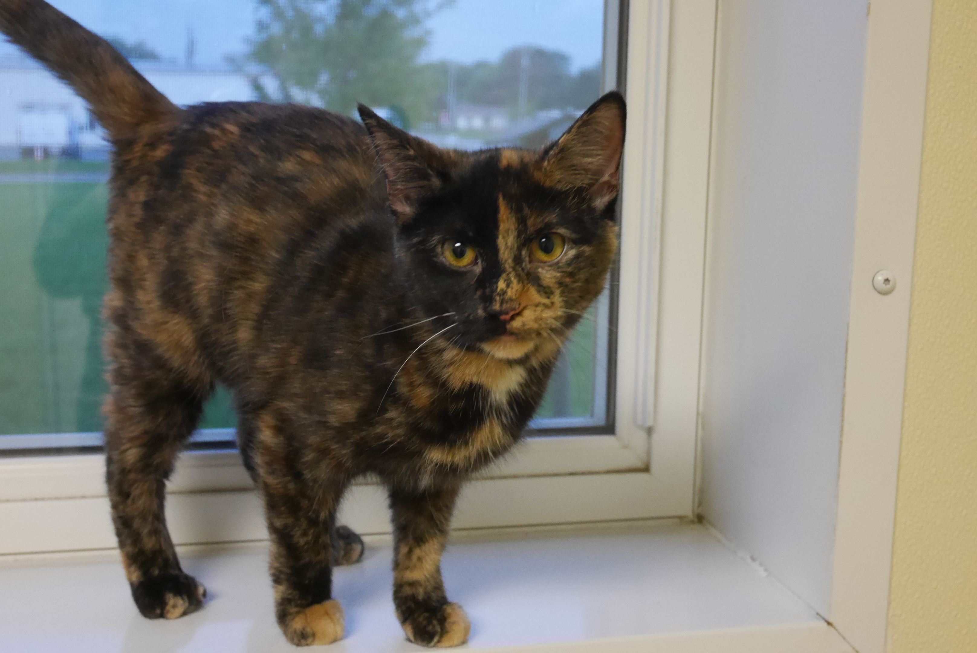 CARRIE, an adoptable Tortoiseshell in Austin, MN, 55912 | Photo Image 3