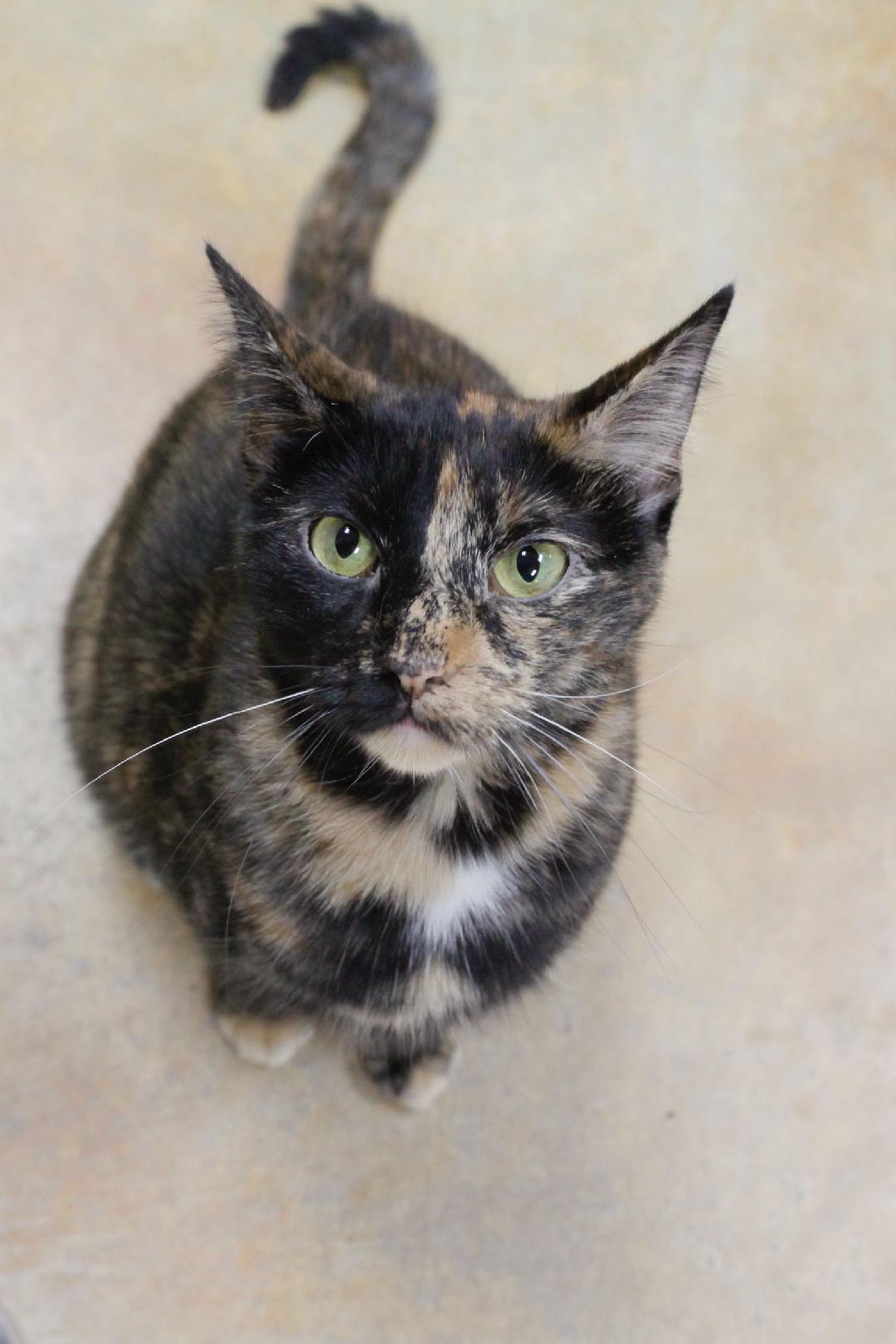 CARRIE, an adoptable Tortoiseshell in Austin, MN, 55912 | Photo Image 5