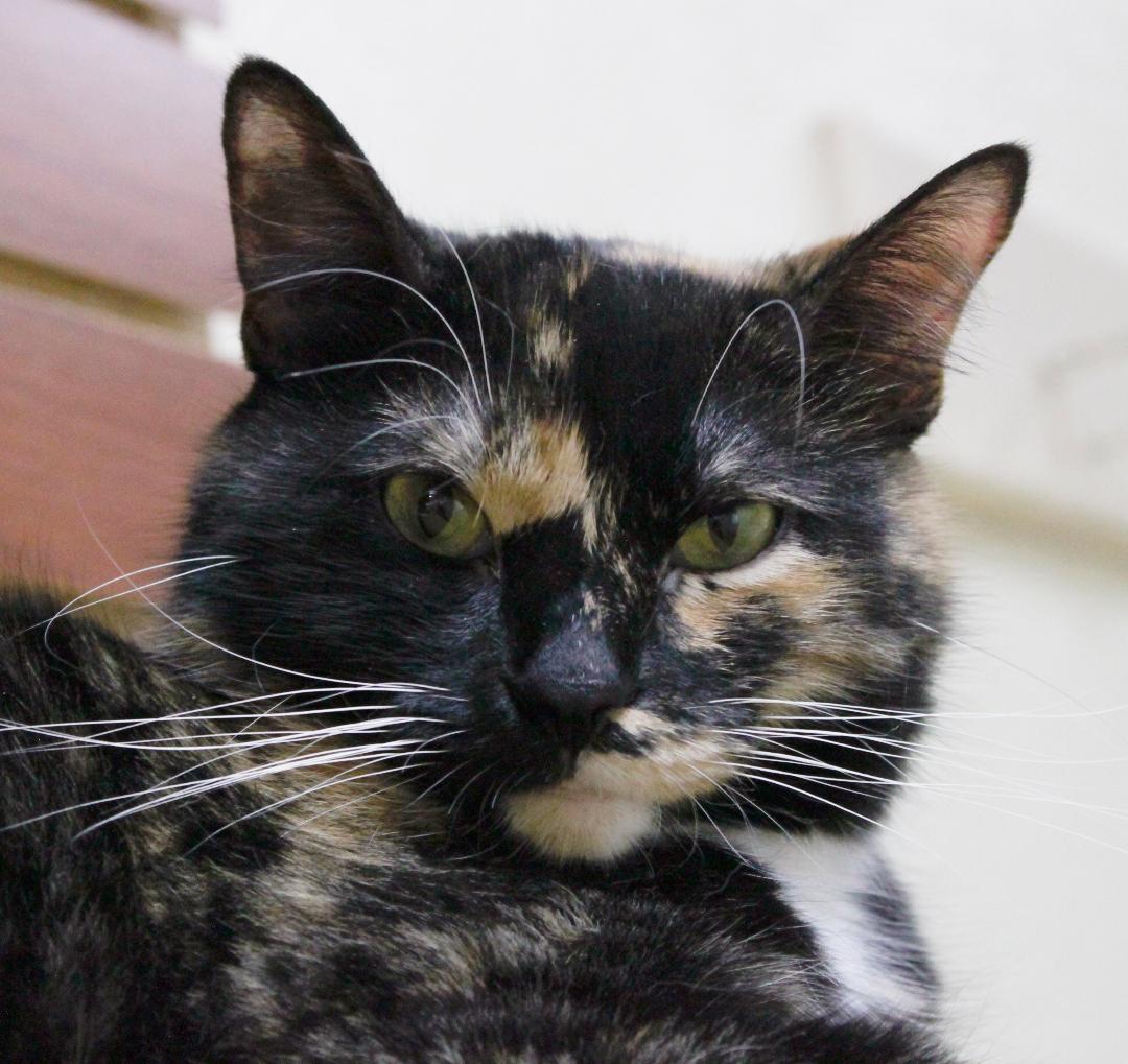CARRIE, an adoptable Tortoiseshell in Austin, MN, 55912 | Photo Image 6