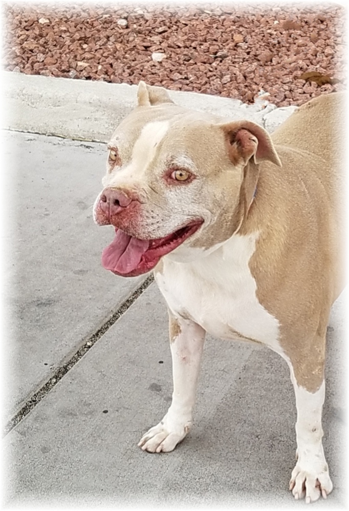 Dog for adoption - JERSEY MAMAS, a Pit Bull Terrier Mix in Las Vegas, NV