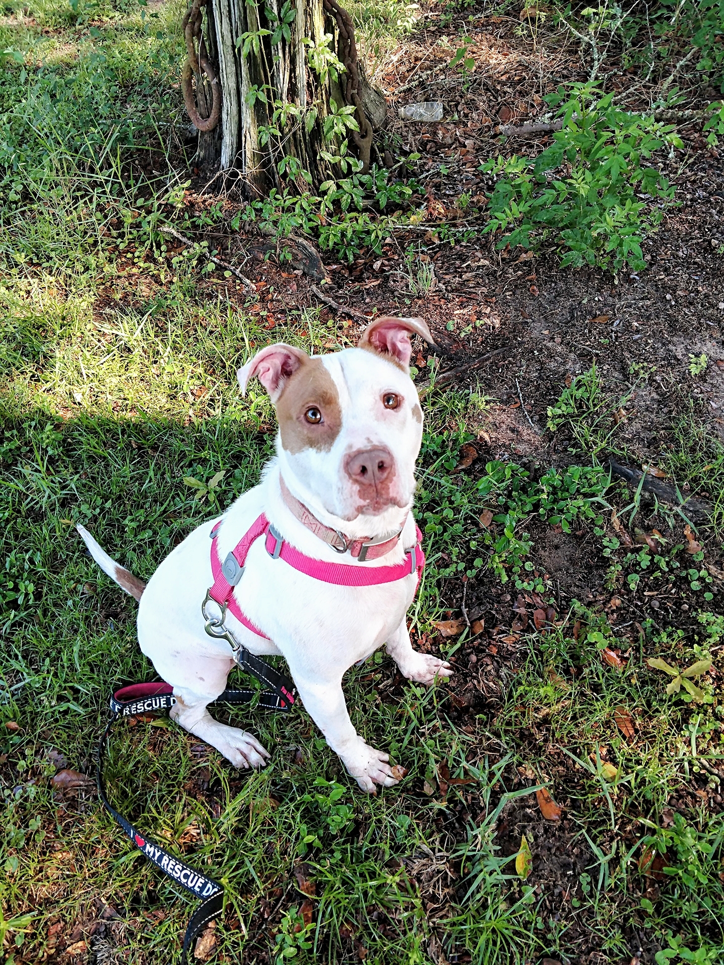 Zulu Pitaroo, an adoptable Mixed Breed in Pensacola, FL, 32526 | Photo Image 4