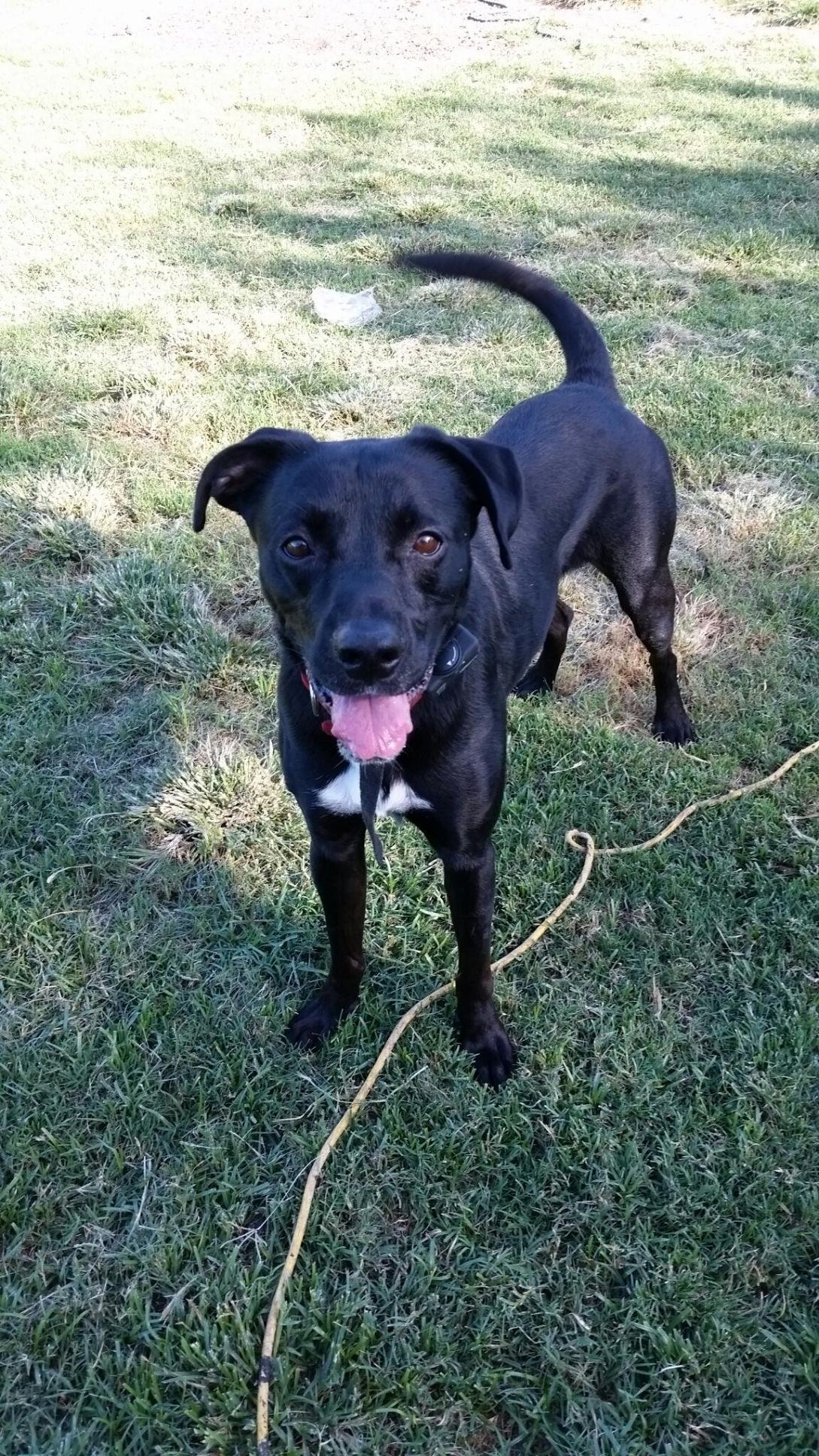 Jeter, an adoptable Labrador Retriever, Boxer in San Antonio, TX, 78217 | Photo Image 1