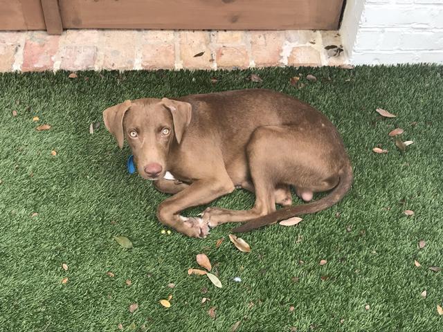 Dog For Adoption Cisco A German Shorthaired Pointer