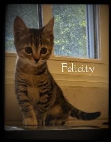 Felicity 2