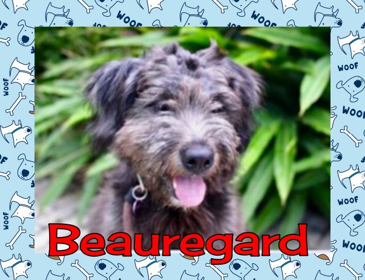 Beauregard 1