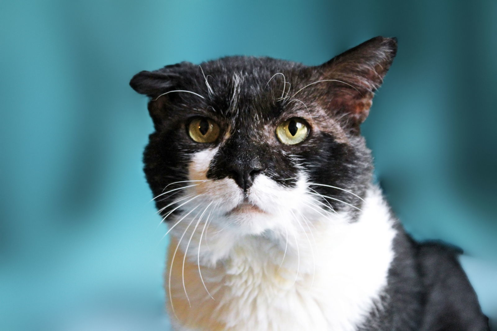 Mad Max, an adoptable Domestic Short Hair in Locust Grove, GA, 30248 | Photo Image 1