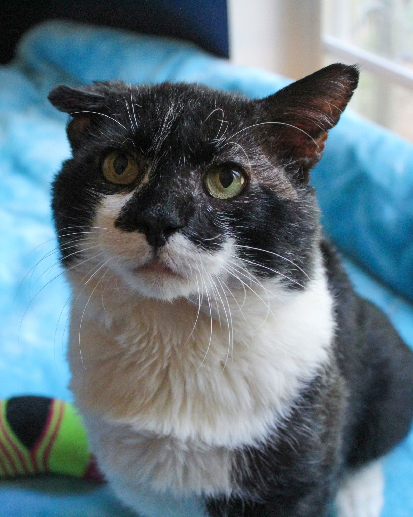 Mad Max, an adoptable Domestic Short Hair in Locust Grove, GA, 30248 | Photo Image 3