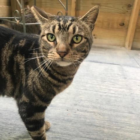 Sherman, an adoptable Domestic Short Hair in Folsom, LA, 70437 | Photo Image 3