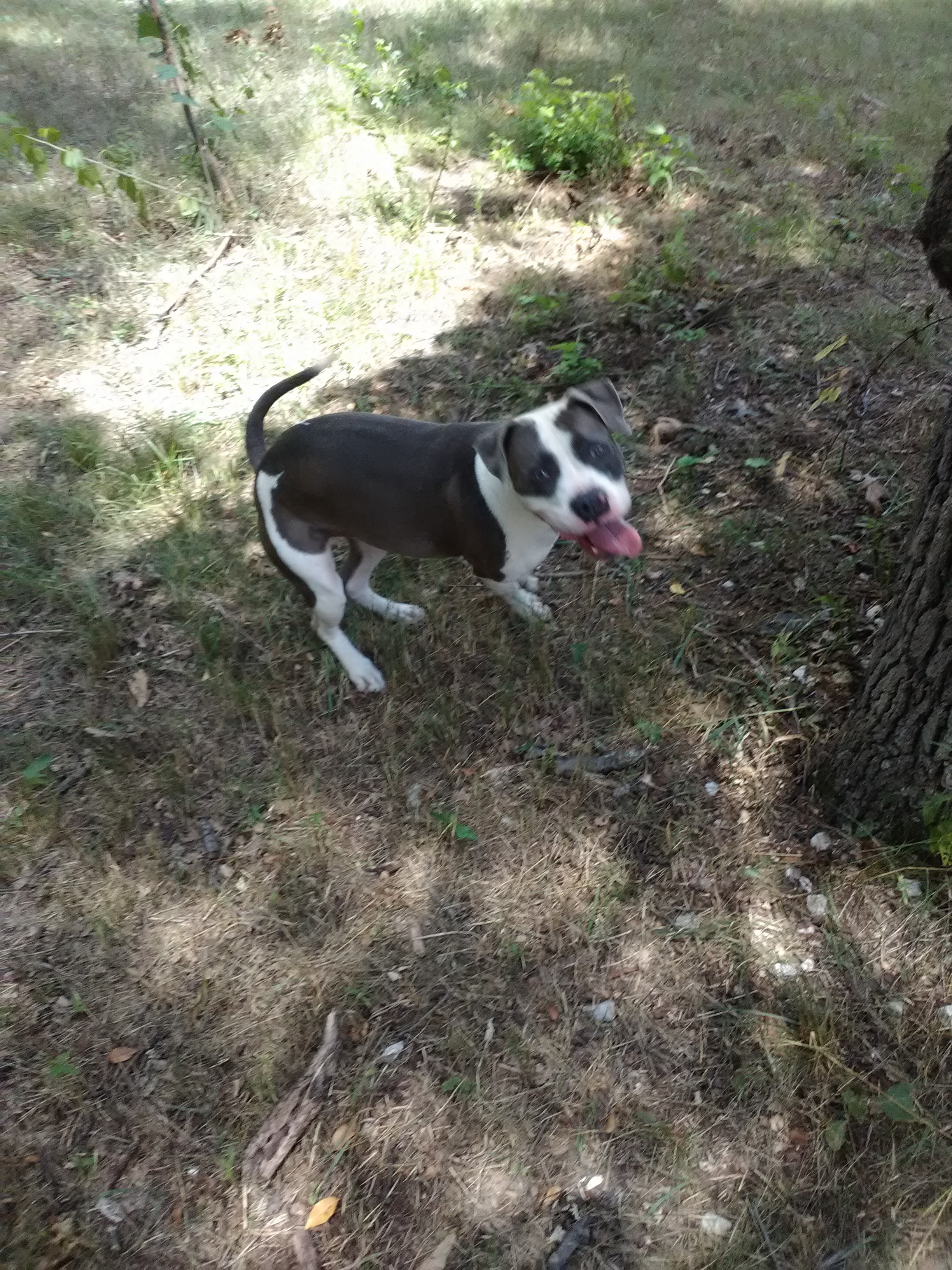 Savannah, an adoptable Pit Bull Terrier in Crown point, IN, 46307 | Photo Image 2