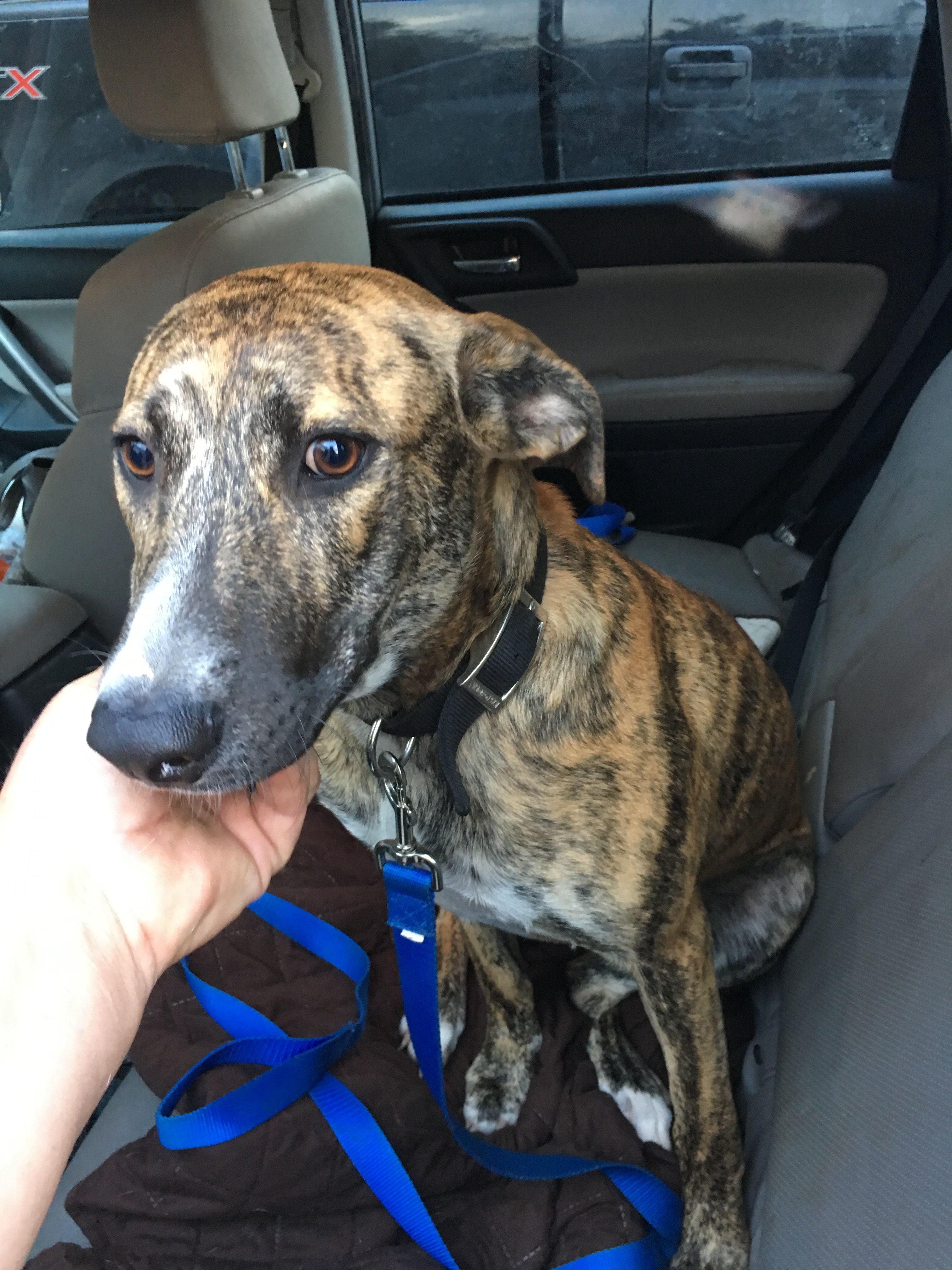 Dog for adoption - Lily, a Catahoula Leopard Dog & German Shepherd Dog