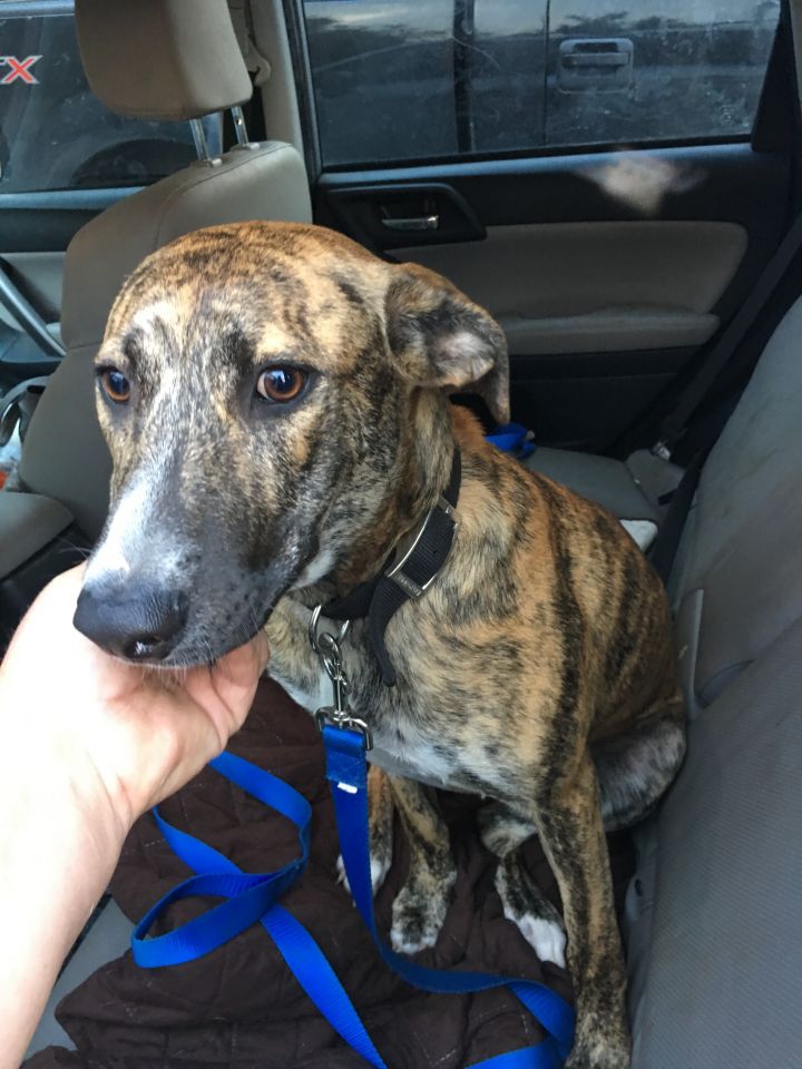 Brindle catahoula leopard store dog