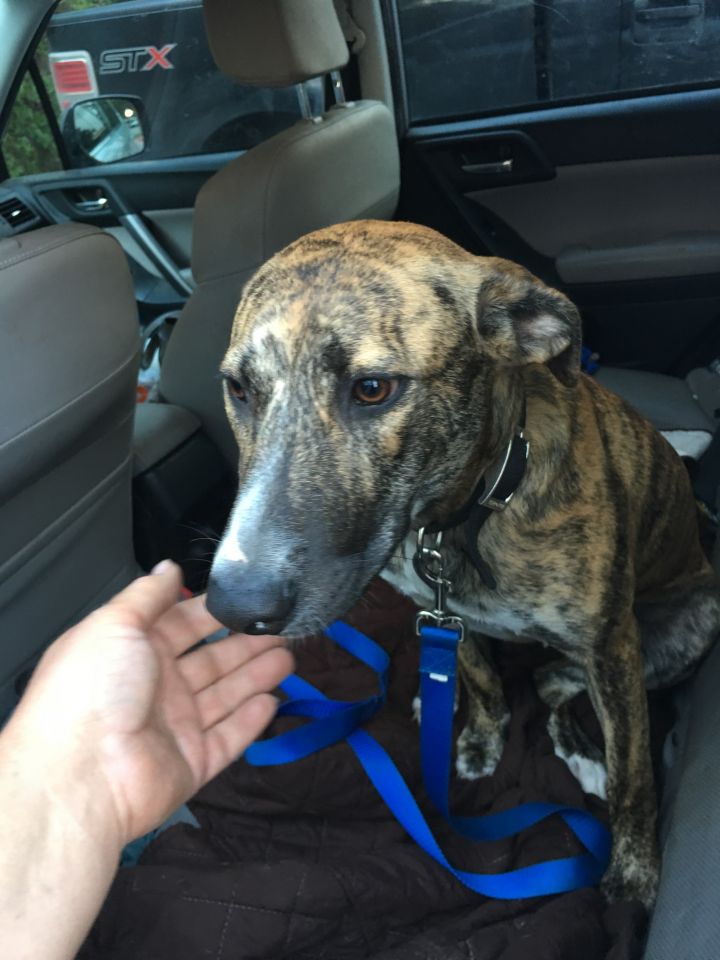 Catahoula and store german shepherd mix