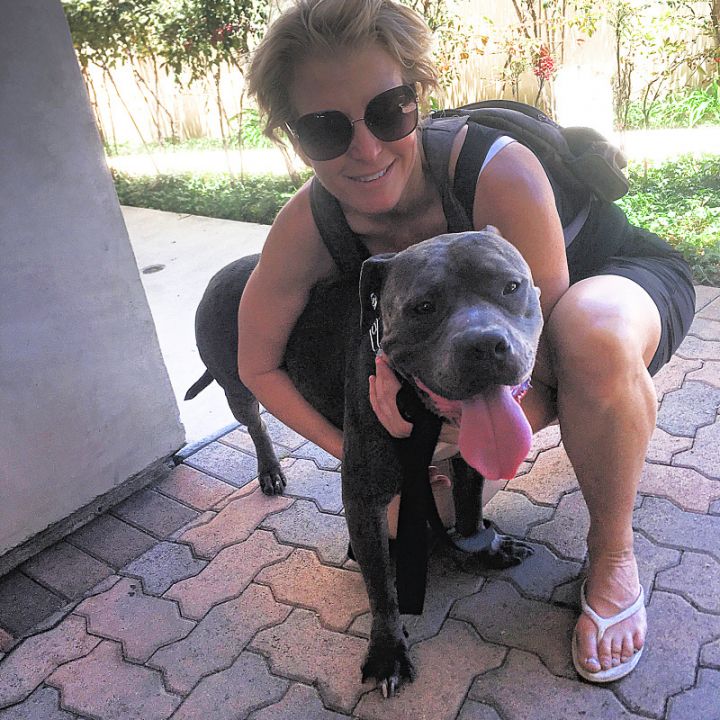 Verwonderend Dog for adoption - Blue, an American Staffordshire Terrier KE-74
