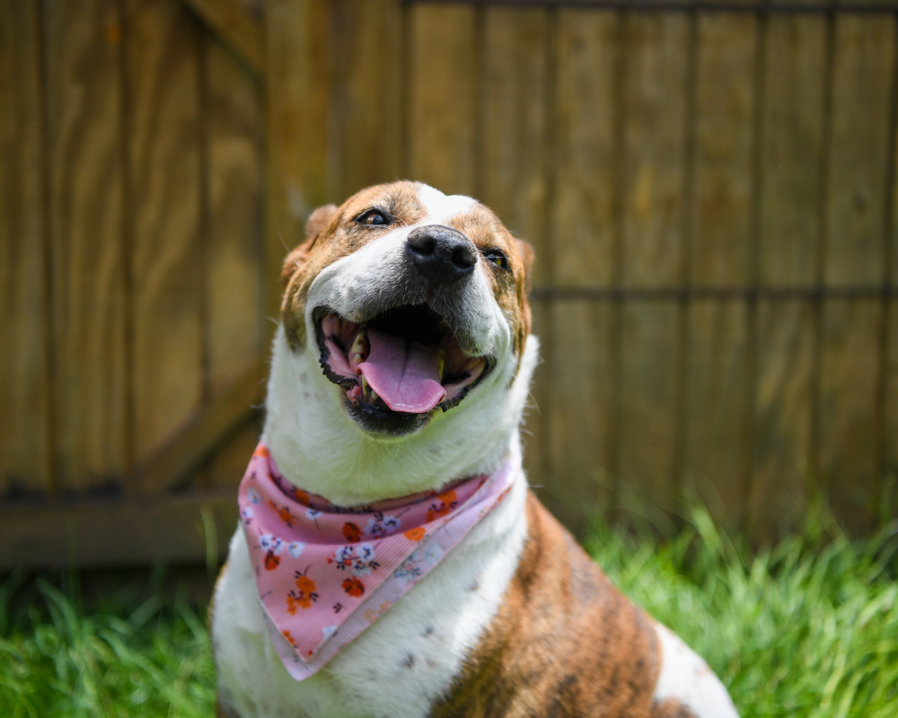 Belle, an adoptable Mixed Breed in Ladson, SC, 29456 | Photo Image 1