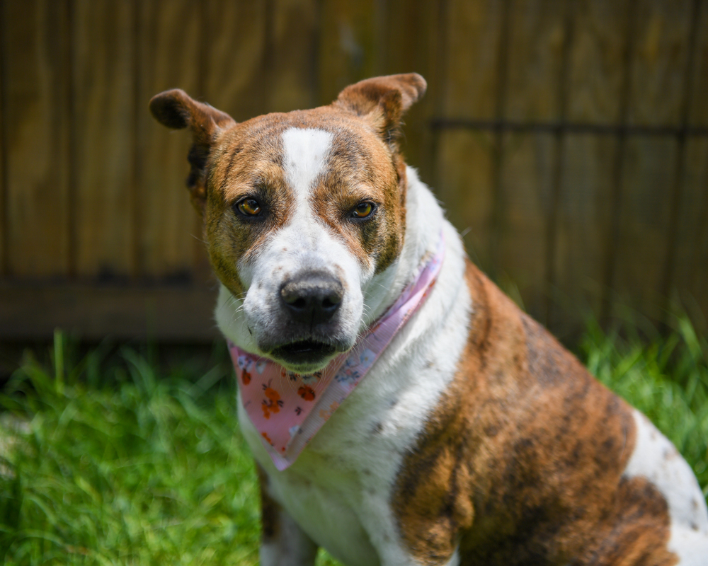 Belle, an adoptable Mixed Breed in Ladson, SC, 29456 | Photo Image 2