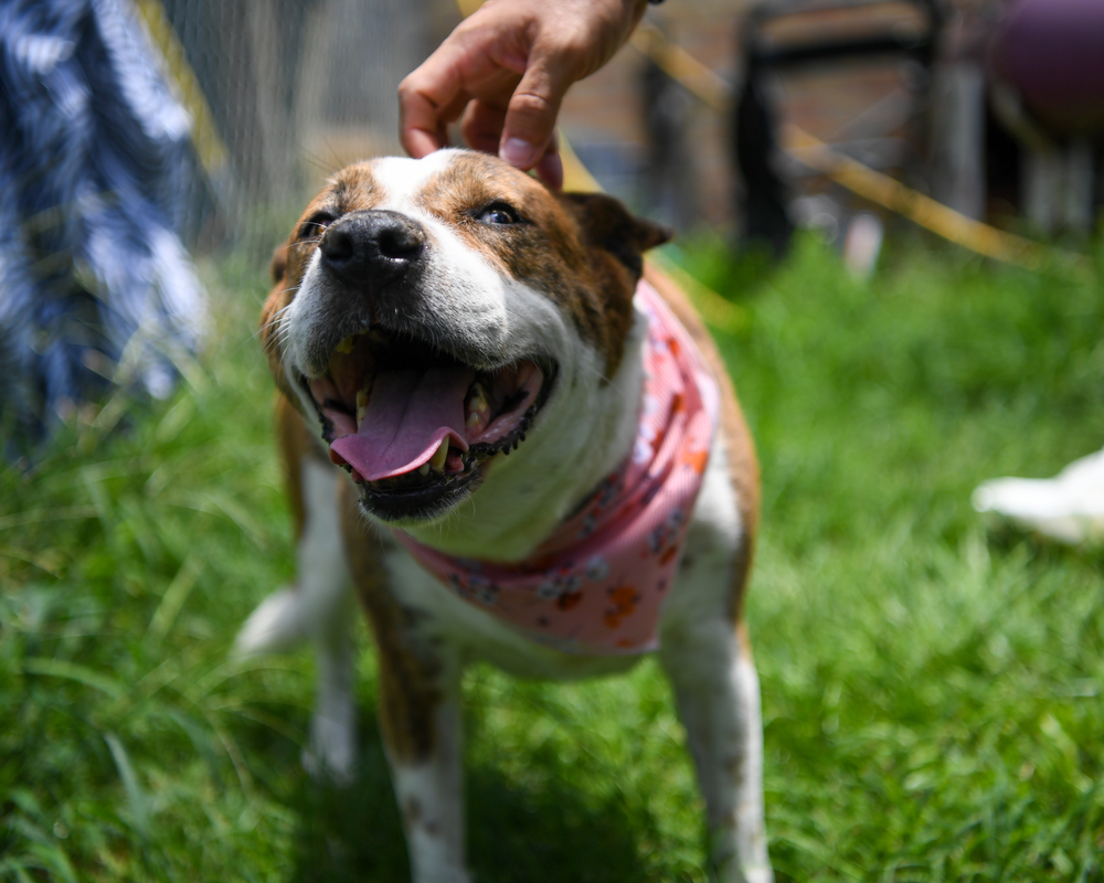 Belle, an adoptable Mixed Breed in Ladson, SC, 29456 | Photo Image 3