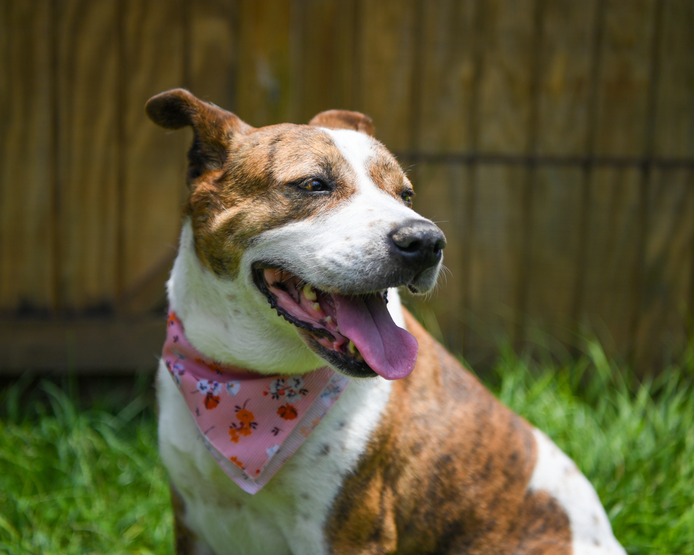 Belle, an adoptable Mixed Breed in Ladson, SC, 29456 | Photo Image 4