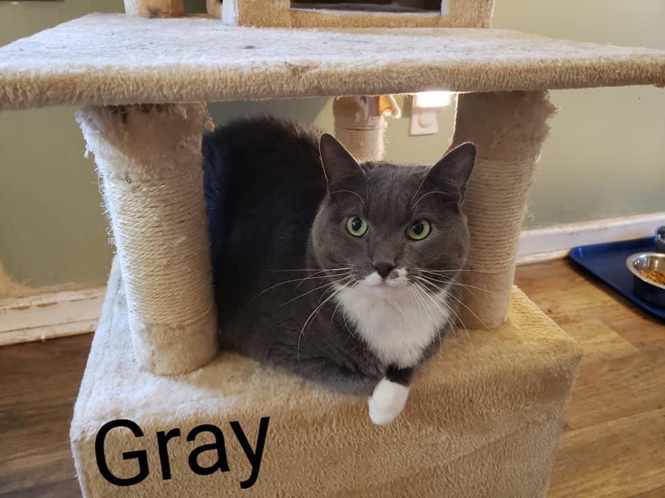 Gray, an adoptable Domestic Short Hair in Penndel, PA, 19047 | Photo Image 1