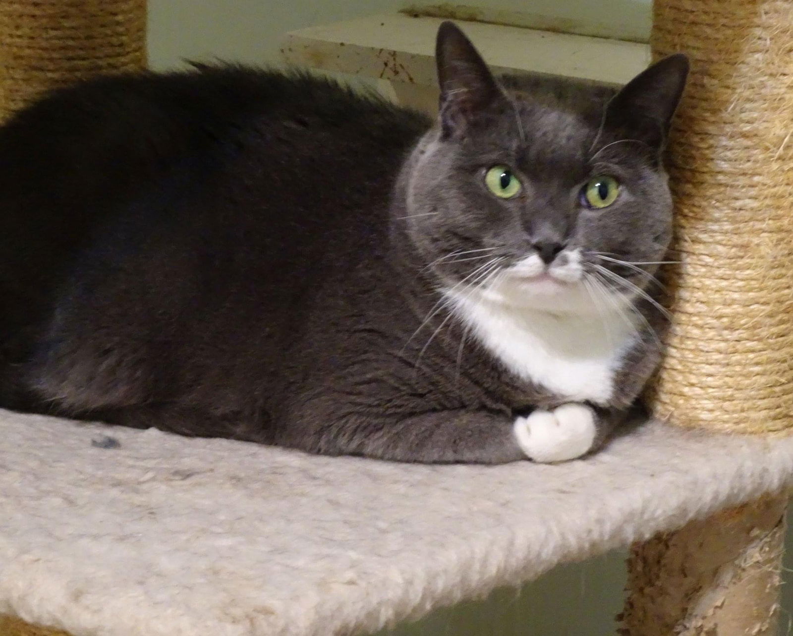 Gray, an adoptable Domestic Short Hair in Penndel, PA, 19047 | Photo Image 2